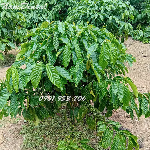 Cà Phê Robusta Nhân Sống Chưa Rang