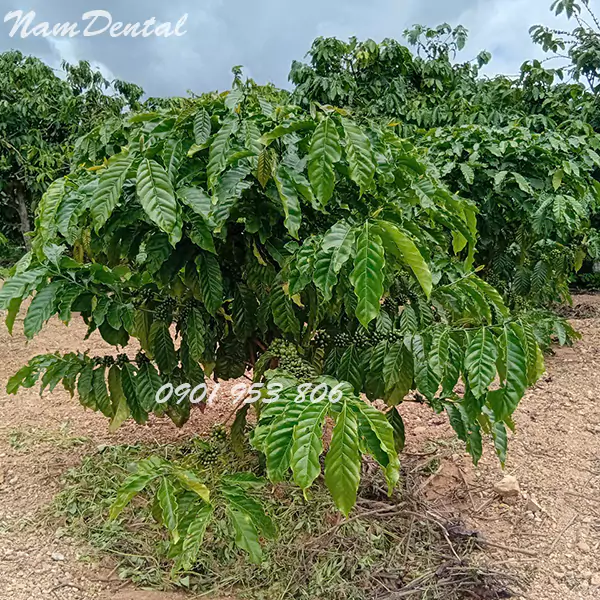 Cà Phê Robusta Nhân Sống Chưa Rang
