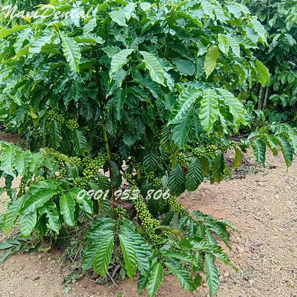 Ca-phe-robusta-nhan-song-chua-rang-01